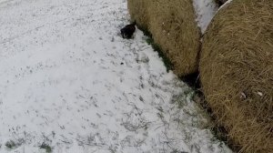 Охота с таксами на лису. Открыли сезон. Натаска молодых такс.