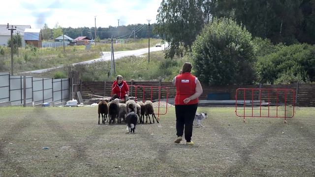 Зеро и овцы смотреть онлайн