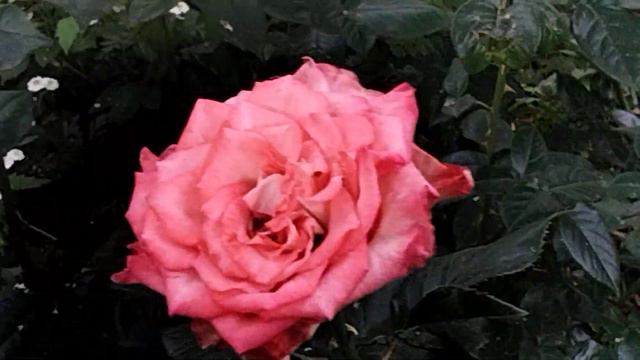 Мои розы на 10 июня. смотреть онлайн