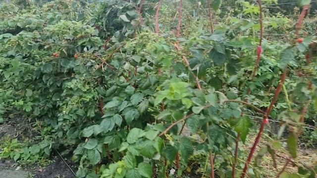 Маравилла, подходит ли она для северных регионов, моё мнение. смотреть онлайн