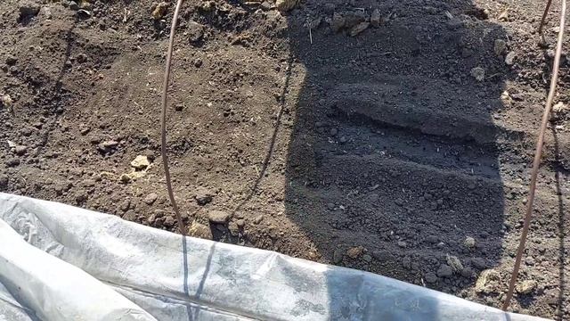 5 мая посев арбузов в открытый грунт. смотреть онлайн