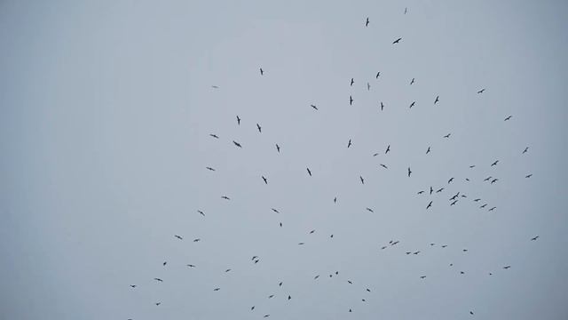 Чайки в небе смотреть онлайн