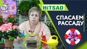 Как СПАСТИ Рассаду ✔️ Крепкая рассада Цветов ✔️Полезные  советы от Хитсад ТВ