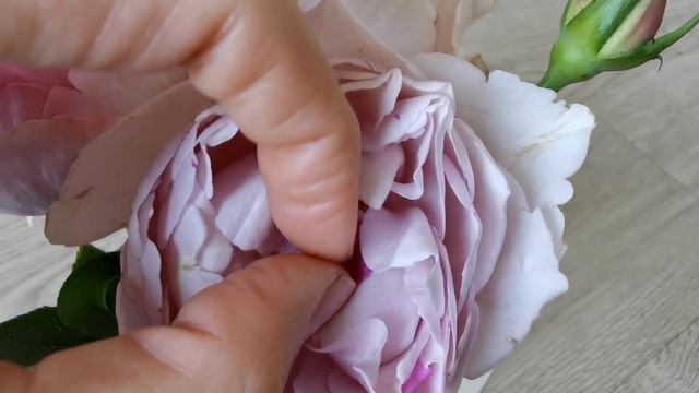 YVES SILVA ROSE plant by Keiichi Ichikawa Rose Garden Shizuoka Japan バラ イヴ シルバ 市川バラ園作出 смотреть онлайн