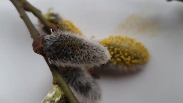 Вербное воскресенье. С праздником друзья!