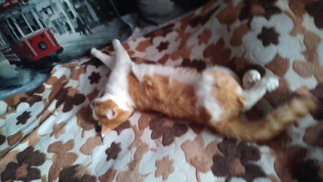 🐈Я вверх лапами и орхидея королевская смотреть онлайн