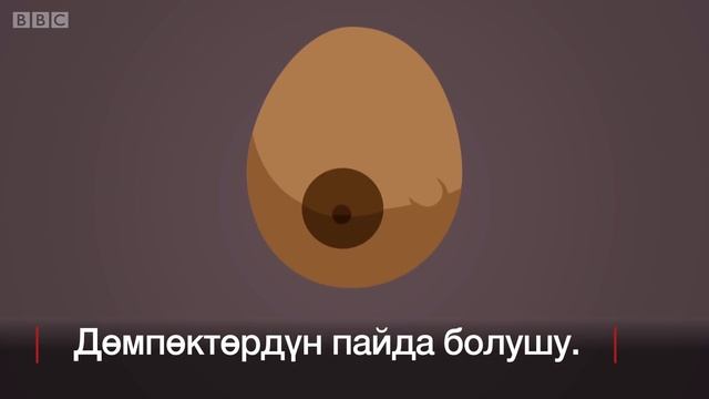 Эмчек рагынын 12 симптомун кантип аныктаса болот? - BBC Kyrgyz смотреть онлайн
