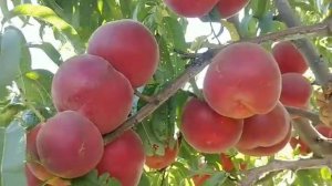 Персик Фіделія. Peach Fidelia. Смачнющий і дуже гарний сорт