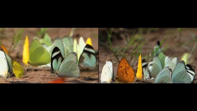 Lucy  Jorge Orta: Amazonia 2010