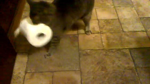 Miss GoLightly stole my Toilet Paper смотреть онлайн