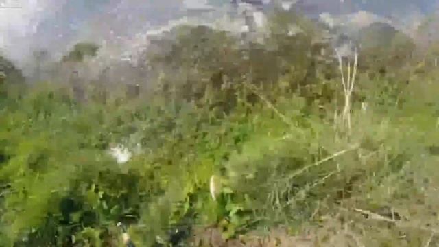 Невероятно, крокодилы в России, откуда они там?! смотреть онлайн