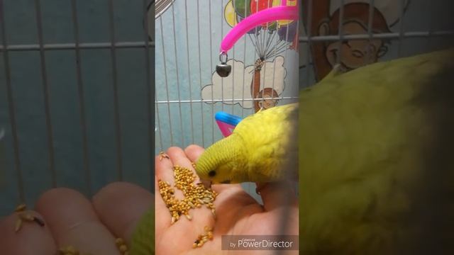 Как приручить попугая к рукам. Часть первая смотреть онлайн