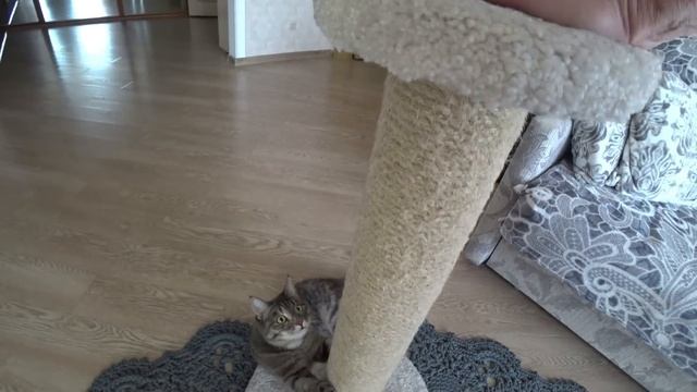 ЖАРИЩА! НАРЯД ДНЯ Я СЕГОДНЯ ХОЗЯЮШКА смотреть онлайн