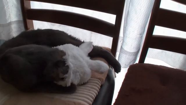кот я зайко ! смотреть онлайн