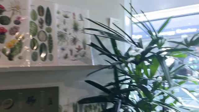 Searching for wishlist plants in San Francisco Bay Area plant stores смотреть онлайн