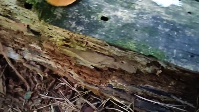 Hygrophoropsis aurantiaca - lažna lisičica смотреть онлайн