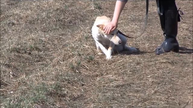 собаки из приюта смотреть онлайн