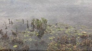 Советск. Кировская область. В реках погибла вся рыба.