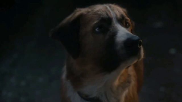 Незнакомые люди увезли пса далеко от дома 🏡🏔️ /Зов предков 2020 смотреть онлайн