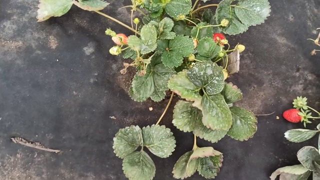 Клубника ремонтантная Свит Энн, Прайз, Ff 1604, Флорида бьюти, Эверли. Малина Полька. смотреть онлайн