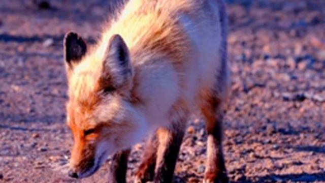 Fox Facts - Facts About Foxes