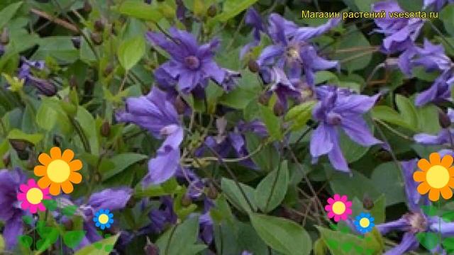 Клематис гибридный Сизая Птица. Краткий обзор, описание характеристик Clematis Sizaia Ptitsa