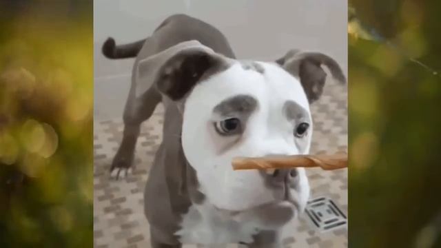 ?МАДАМ БРОВИ. САМАЯ ГРУСТНАЯ СОБАКА В МИРЕ? смотреть онлайн