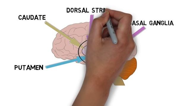 2-Minute Neuroscience: Striatum смотреть онлайн
