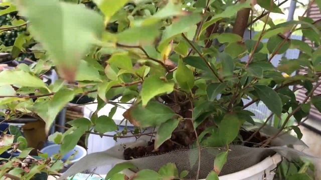 半年前に根接ぎをしたヒメシャラ盆栽の同じ枝の太さだったのに今は・海外に訪問依頼・生産者小品盆栽職人やじま園＠盆栽タネ смотреть онлайн