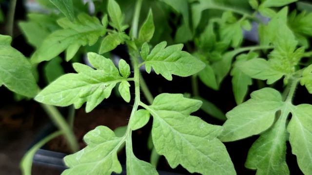 За Неделю У Рассады Стебель Толще Пальца! Поливаю Вот Таким Настоем! смотреть онлайн