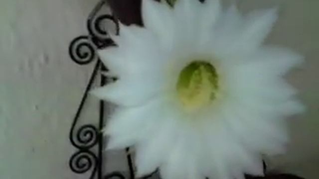 super cactus ciudat ! смотреть онлайн