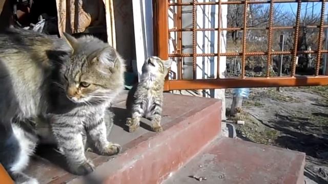 Котёнок простудился Kitty caught a cold смотреть онлайн