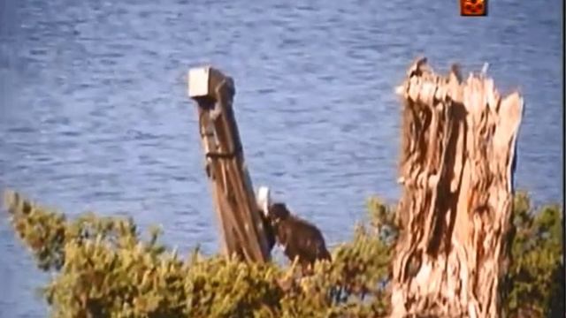 18:33 Churbles back to nest, 18:33 Churbles back to nest, Churbles runs to stand near em again смотреть онлайн
