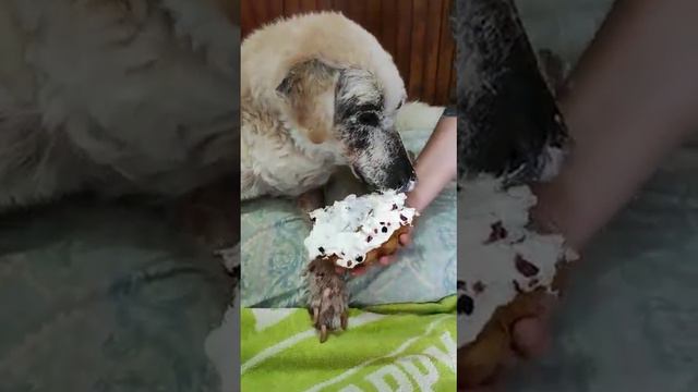 Herzlichen Glückwunsch zum 18. Geburtstag, lieber Fivos! смотреть онлайн