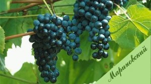 3 морозостойких сорта винограда, которые можно выращивать по всей России