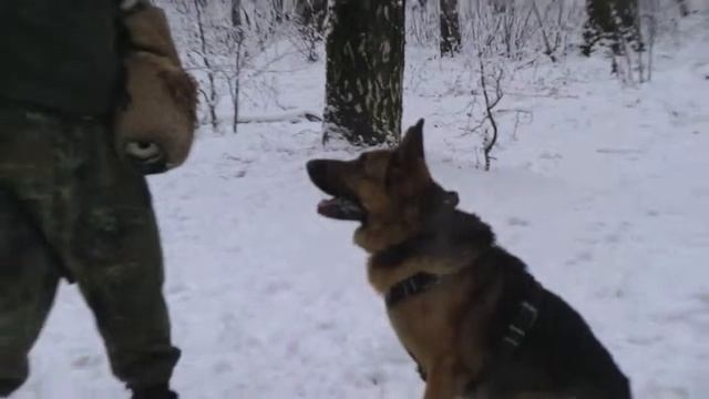 Цербер в действии смотреть онлайн