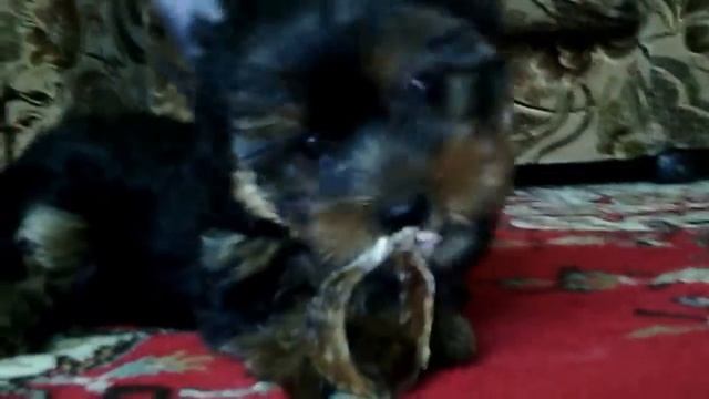 Элитный щенок йоркширского терьера, девочка, милашка, беби-фейс, отец чемпион Украины смотреть онлайн