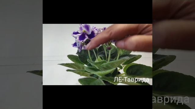 ЛЕ-Турмалиновое Колье, ЛЕ-Таврида, ЛЕ-Сестра Королевы. смотреть онлайн