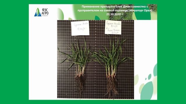 Озимая пшеница - обработка семян смотреть онлайн