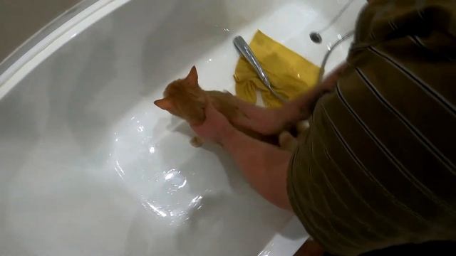 Как безопасно помыть кота за 5 минут! смотреть онлайн