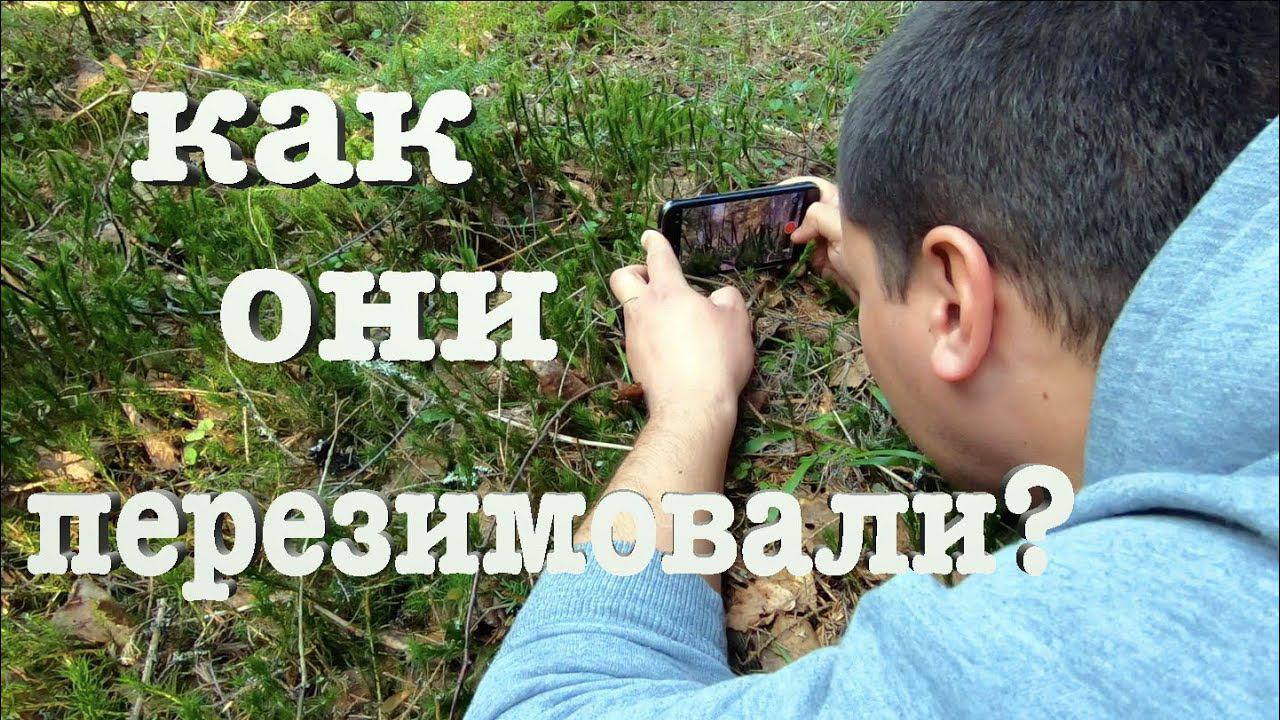 #48. Саженцы дождались. Весенние посадки. [Жизнь на своей земле] смотреть онлайн