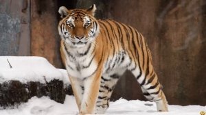 Амурский тигр или Африканский лев: Кто сильнее?