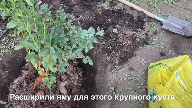 Голубика Торо 4-х летний куст. Моя голубика смотреть онлайн