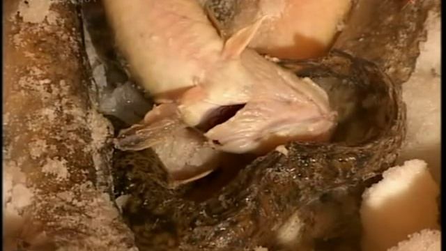 Ловля налима ночью в глухозимье на блесну в отвес. смотреть онлайн