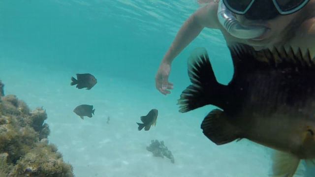 Сейшелы смотреть онлайн