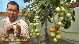 Томат завязался, но не растет