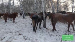 Почему Русский тежеловоз.