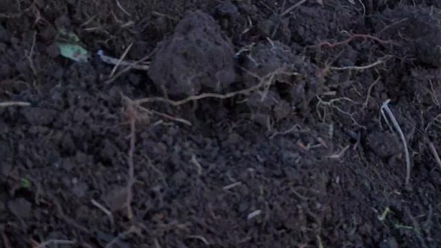 Vlog#5 Lavender Angustifolia Off grid & living sustainable, regenerative farming Australia смотреть онлайн
