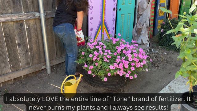 Pruning Supertunia Vista Bubblegum & Hydrangea Transplant! смотреть онлайн