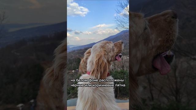Английский сеттер | про какую породу ещё рассказать? | #shorts #животные #собака #рекомендации смотреть онлайн